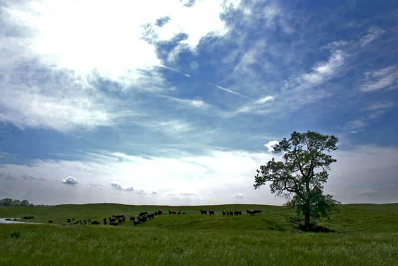 Cows